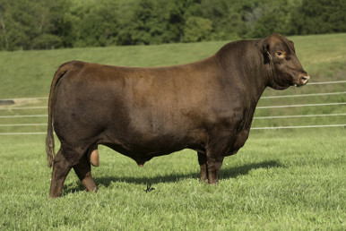 C-BAR JUST RIGHT 0225H • Cattle Visions • Premier Multi-Breed Online ...