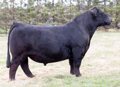 BLACK Bull　8枚 BCBH54880-3BK_20_1_1200x1200.