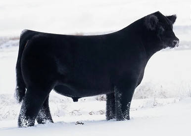 その他 Cattle Call [CD] media__93612.1718988497.386.