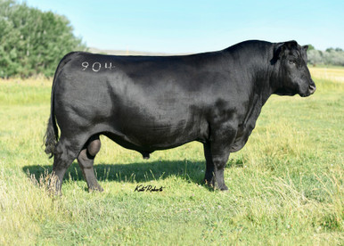 BLACK Bull　8枚 Silveiras Forbes 8088 • Cattle Visions • Premier Multi-Breed