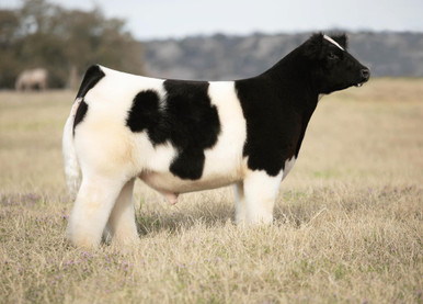 Great 1 - CATTLE VISIONS