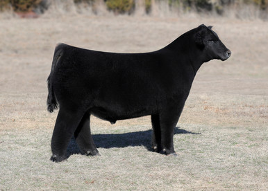 cattlevisions.com