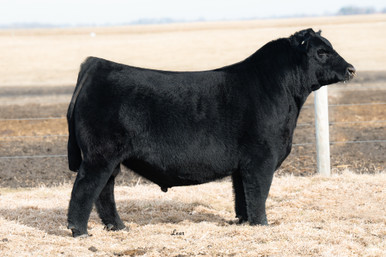 Lazy JB QW Mr. Prime 3068 - CATTLE VISIONS
