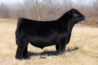 ブラック bull様 EVCS TBG Samurai 861L - CATTLE VISIONS