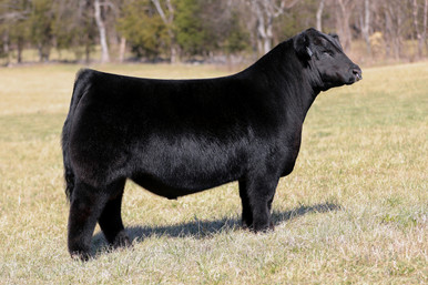 BLACK Bull　8枚 HIGG Overdrive 468M - CATTLE VISIONS