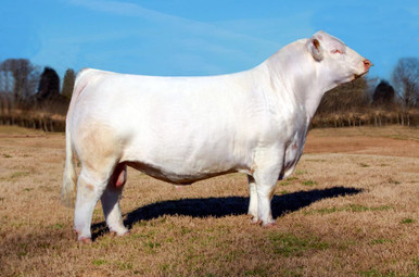 3ACES Crushing Hearts G879 - CATTLE VISIONS