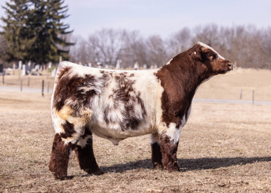 FSF Ice 518 ET - CATTLE VISIONS