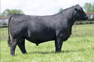 Connealy Commerce Connealy Guthrie 895S - CATTLE VISIONS