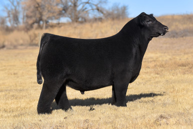 BCII ESS TURNING POINT 67N ET - CATTLE VISIONS