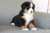 Adah - Bernese Mountain Dog Puppy