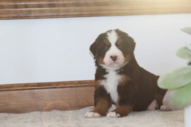 Penelope