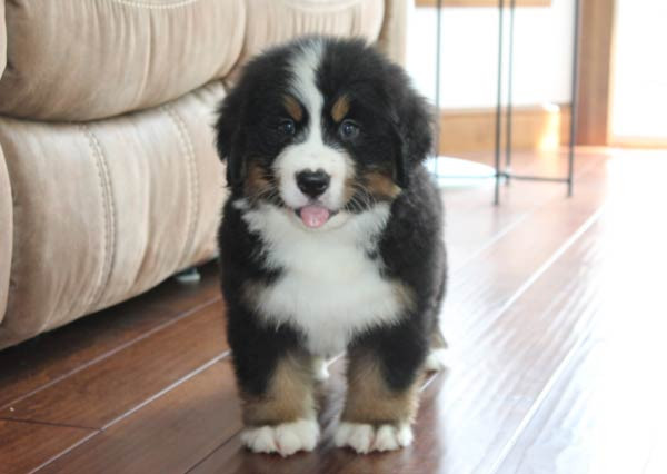 Reggie