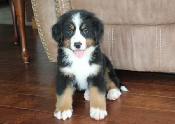 Rascal