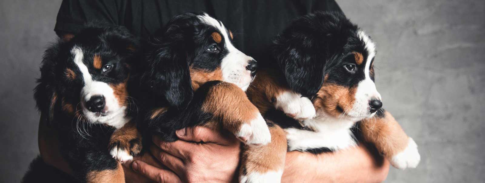 Bernese Breed