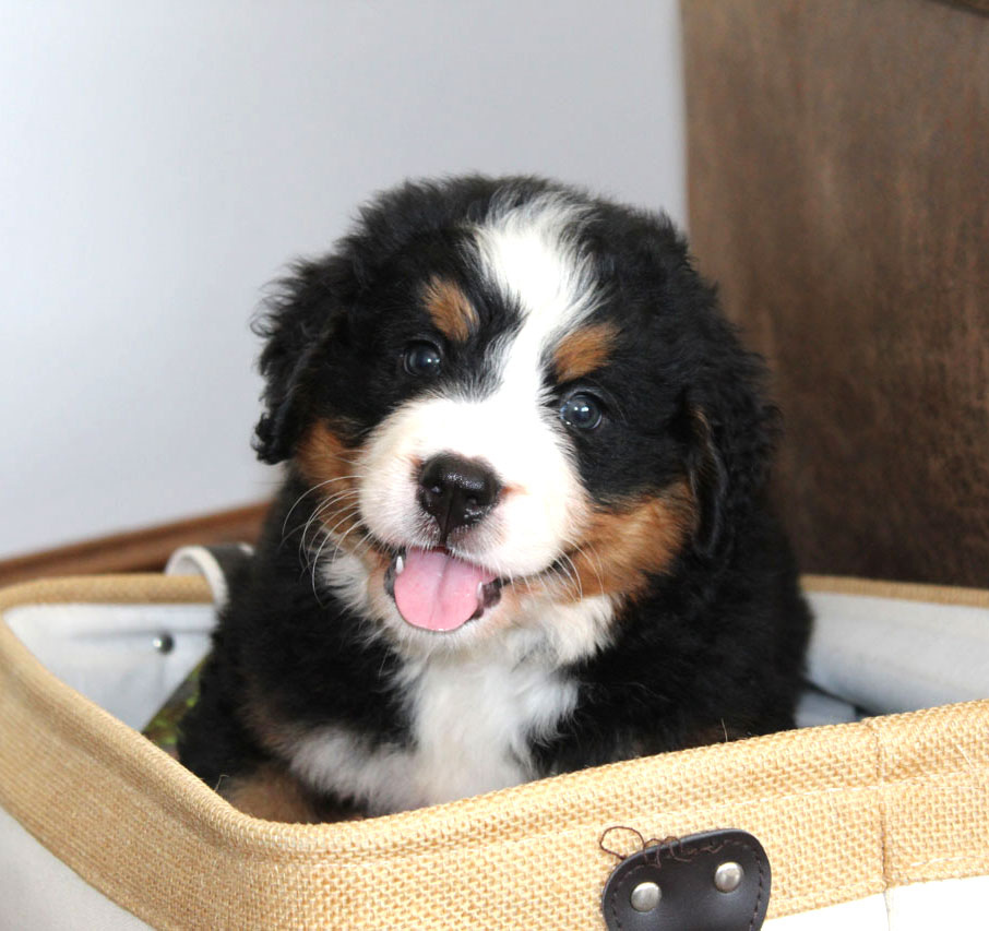 Bernese Breed General