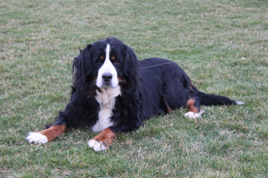 adult female Bernese