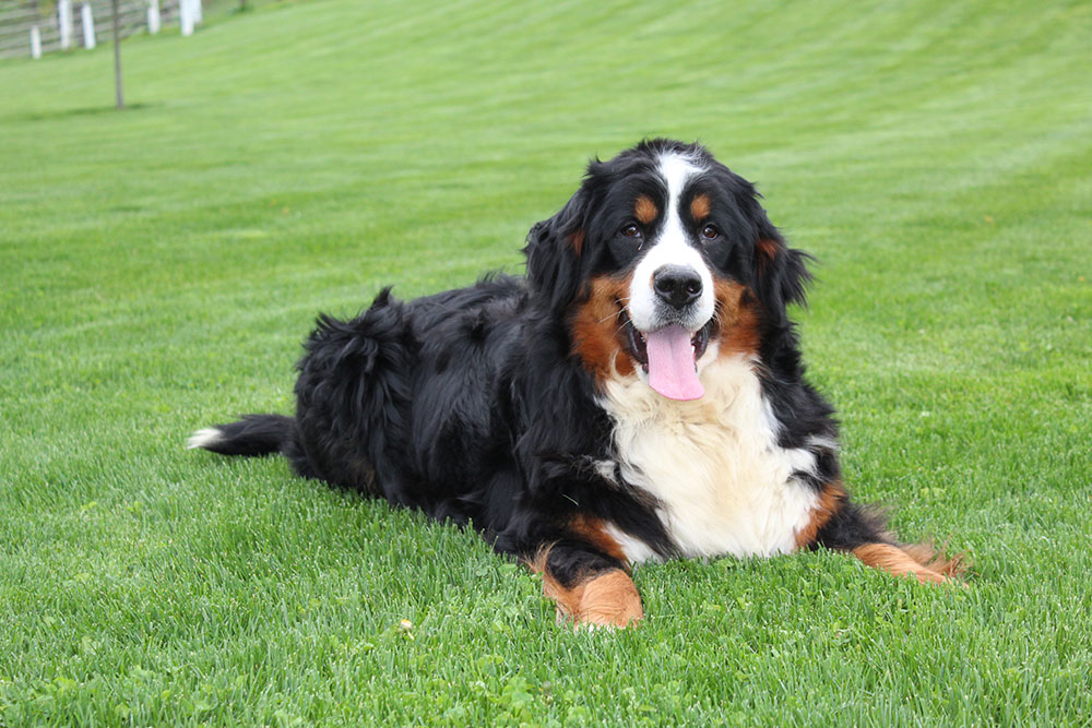 adult-bernese-princess.jpg