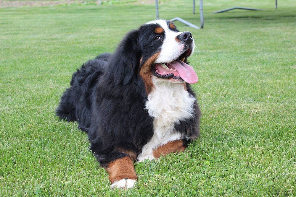 AKC Mountain Bernese, Torres