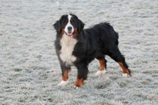 AKC Bernese Mountain Lillian