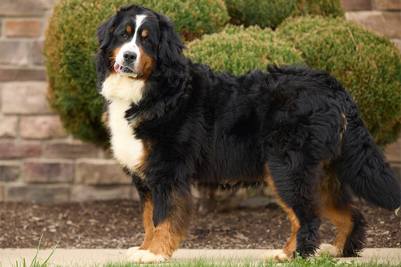 AKC Mountain Bernese, Torres