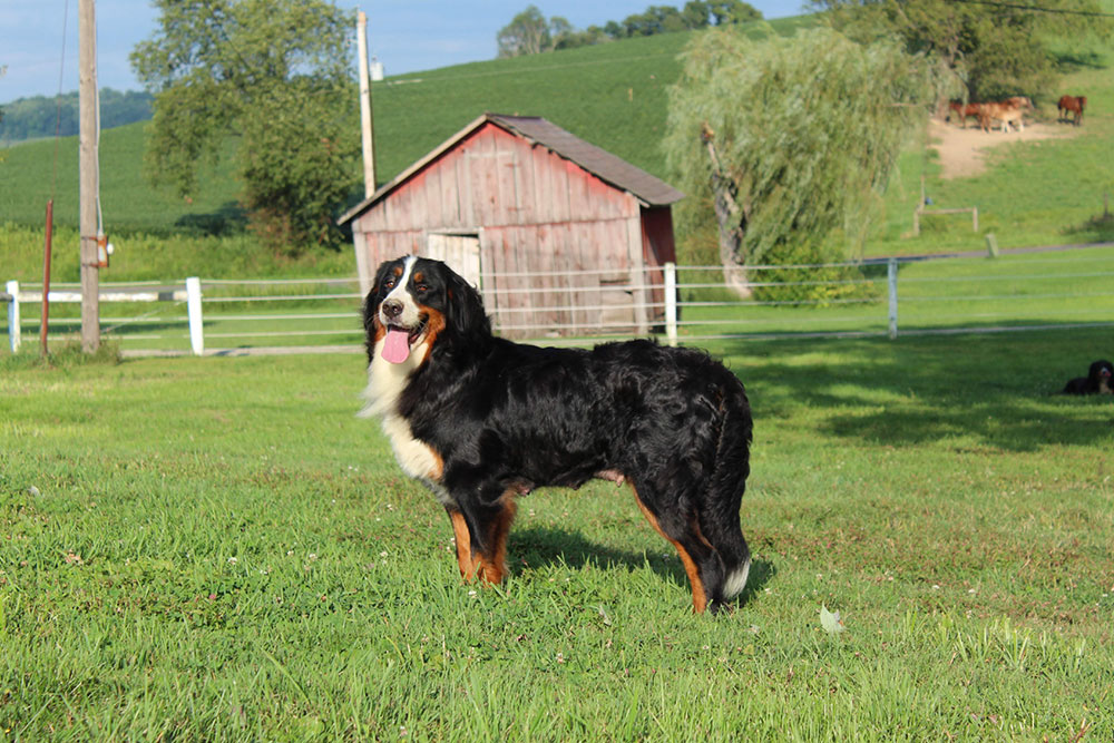 bernese adult-ruby