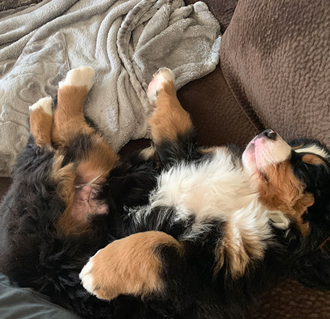 Mini Bernedoodles