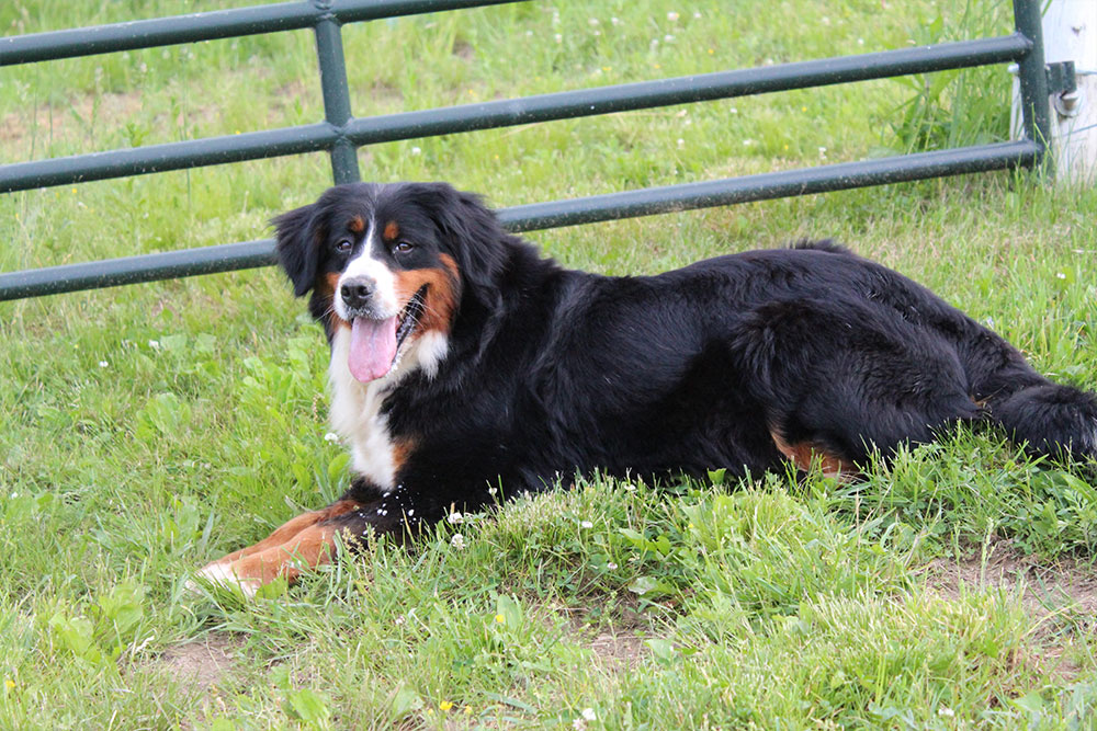 bernese retired-adelle