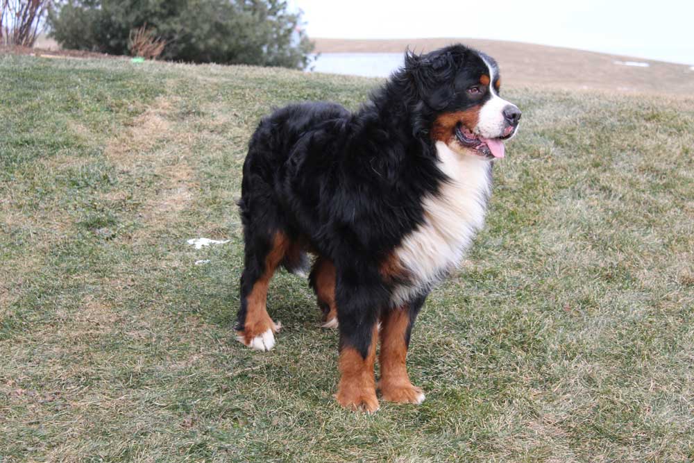 bernese retired-bentley