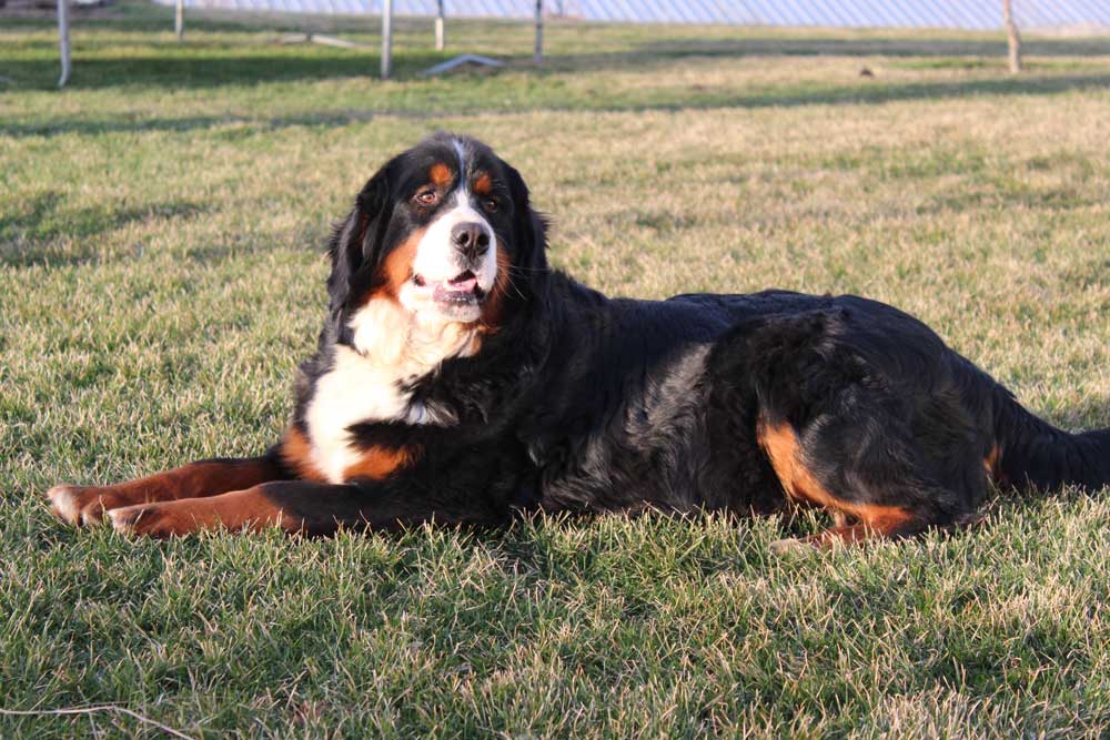 bernese retired-camille