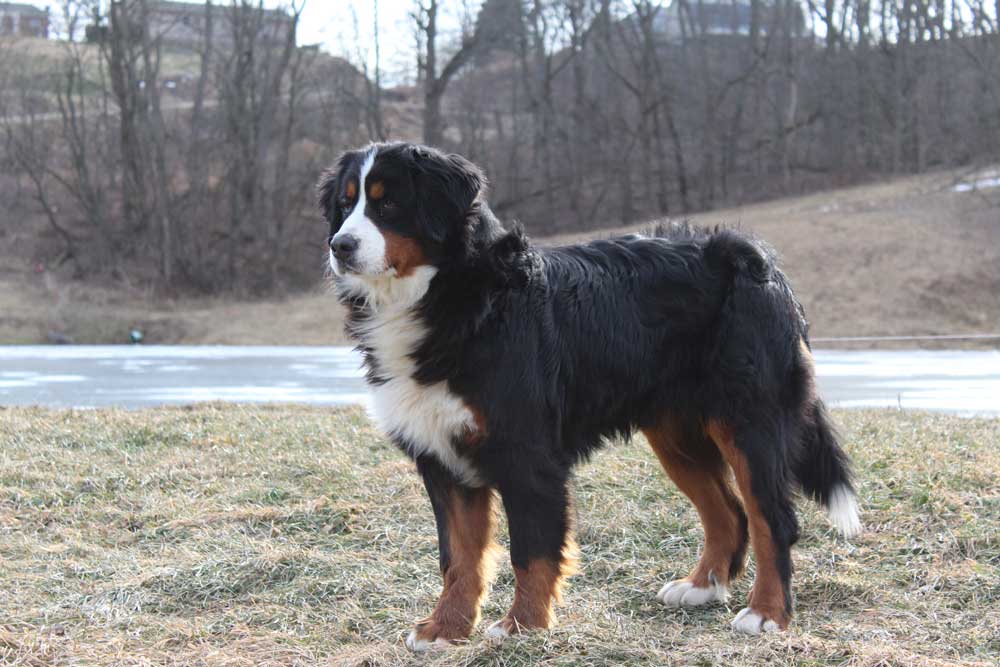 bernese retired-diamond