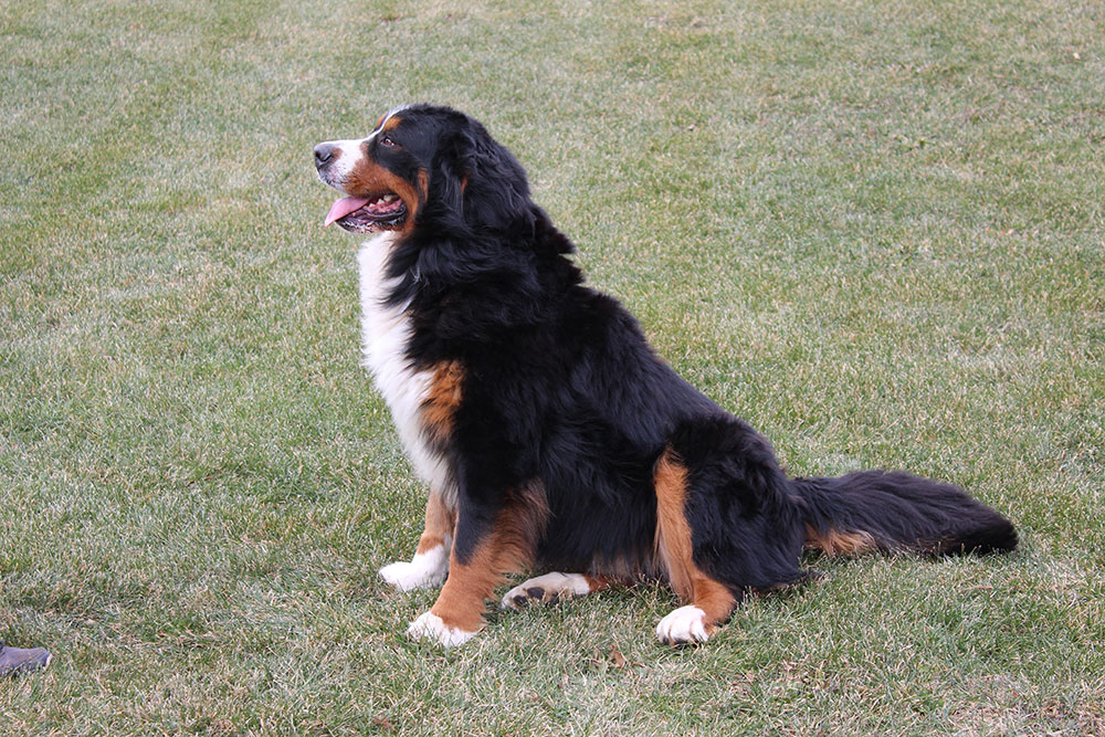 bernese retired-enzie