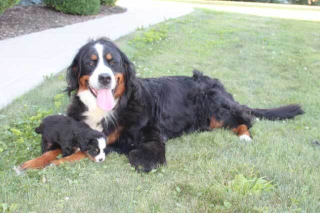 adult female Bernese