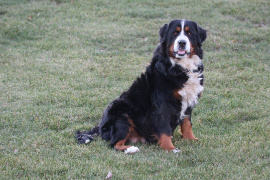 Clover- adult female Bernese Mountain dog