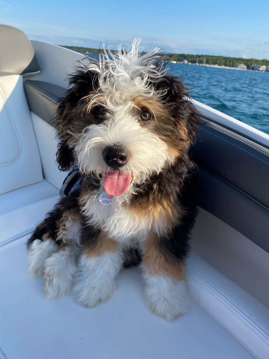 bernedoodle small