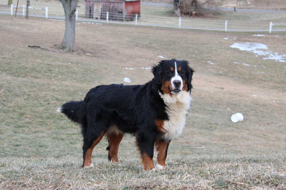 Luna- adult female Bernese Mountain dog