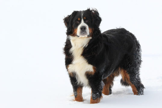 adult female Bernese