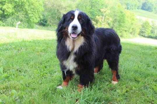 adult female Bernese