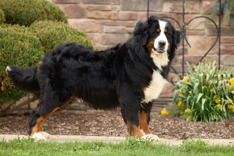 AKC Mountain Bernese, Poppy