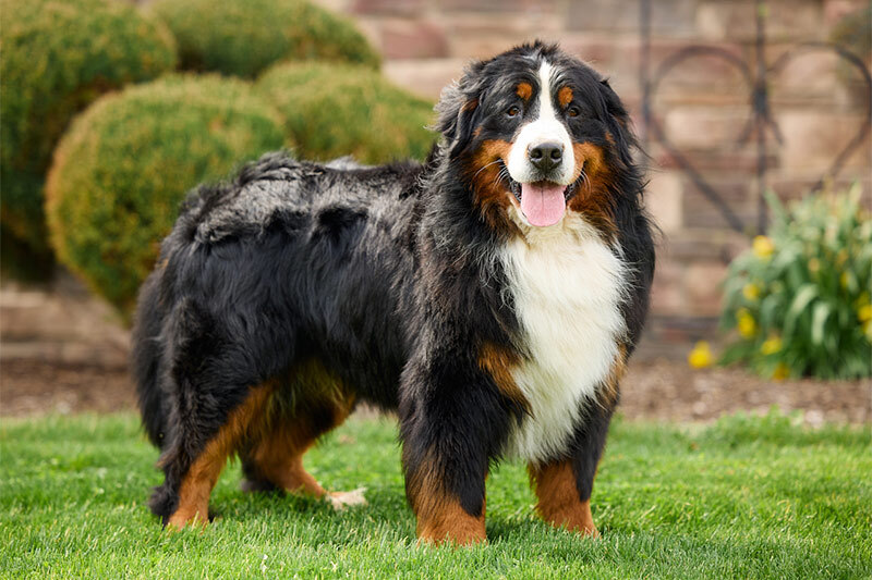 AKC Mountain Bernese, Torres