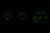 HDX-68C-VET Emerald Theme at Night