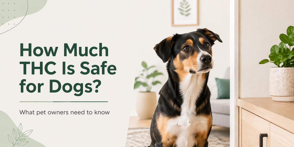 How Much THC Is Safe for Dogs?