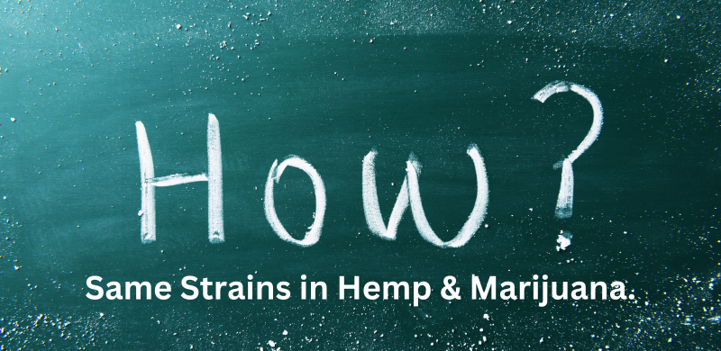 How the Same Cannabis Strain Can Be Hemp or Marijuana