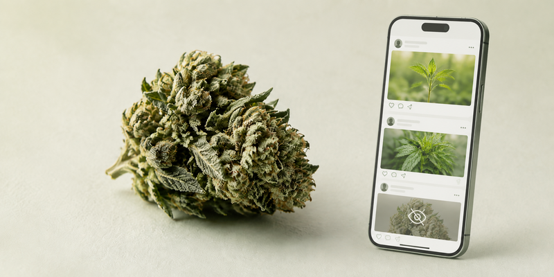 Cannabis Social Media Marketing: Why Brands Get Shadowbanned