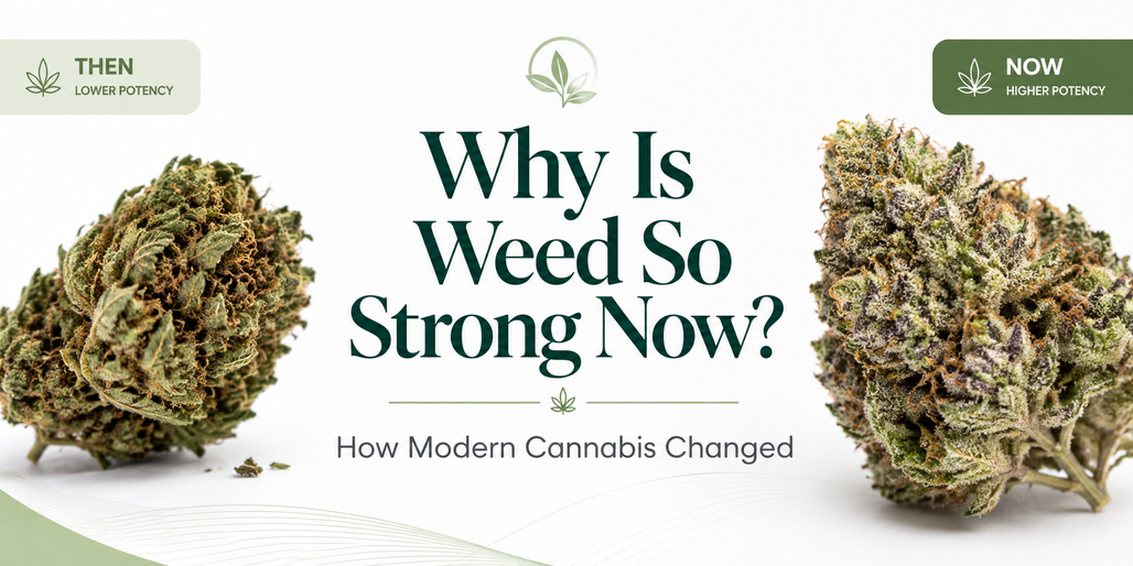 Why Is Weed So Strong Now? How Modern Cannabis Changed