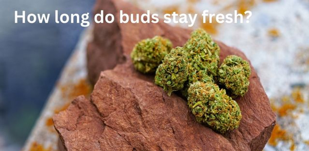 fresh weed buds