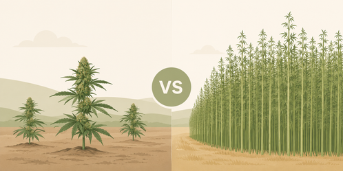 Hemp Flower vs Fiber Hemp: Why They Require Completely Different Farms