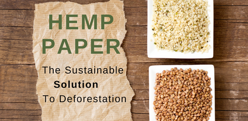 Hemp Paper vs Traditional Paper: A Sustainable Solution to Deforestation