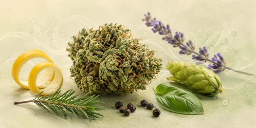 What Are Terpenes? Cannabis & Hemp Aroma Guide