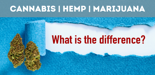 The Fine Line of Cannabis: Distinction between Hemp and Marijuana Legally