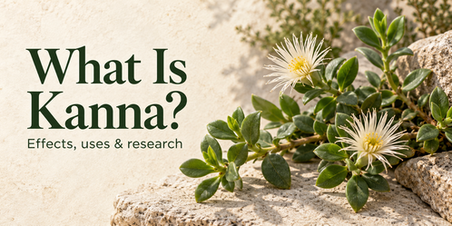 What Is Kanna? Effects, Uses, Research & Safety